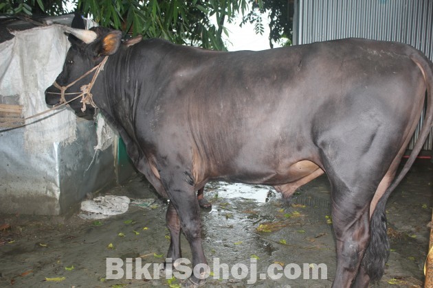 কোরবানির গরু (COW)